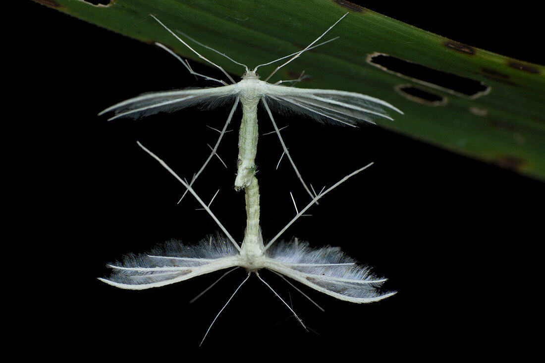 White plume moths mating