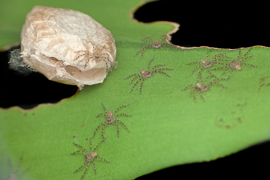 Huntsman spider egg sac and spiderlings