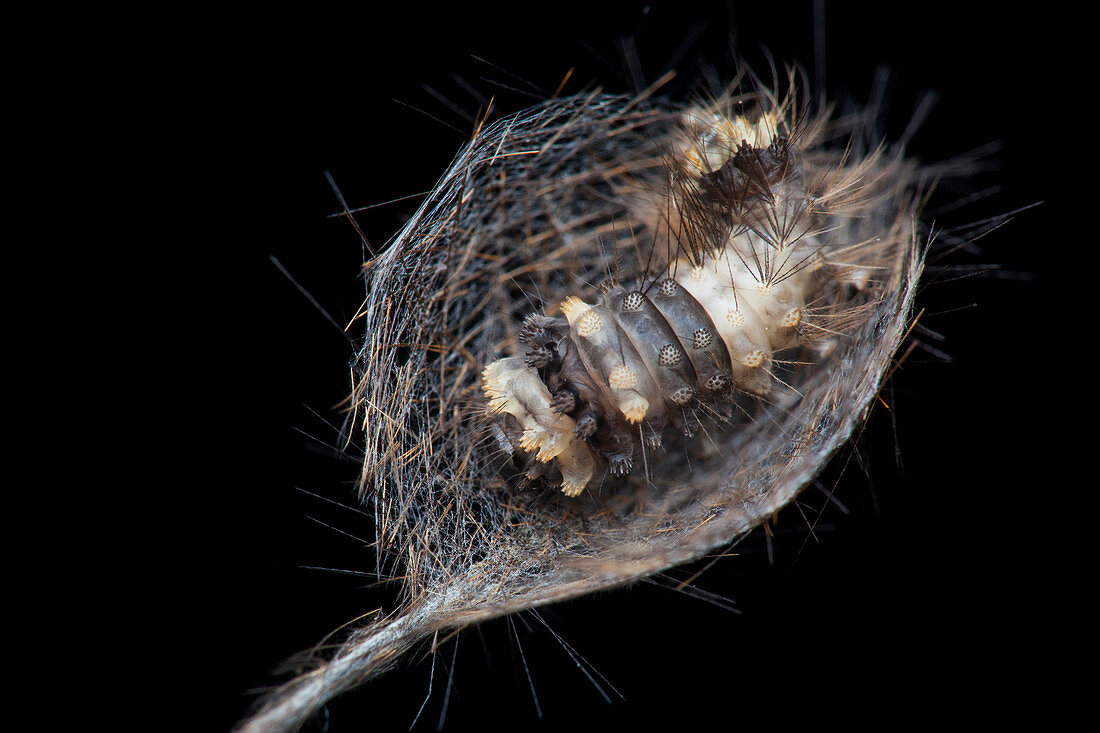 Caterpillar making hair cocoon