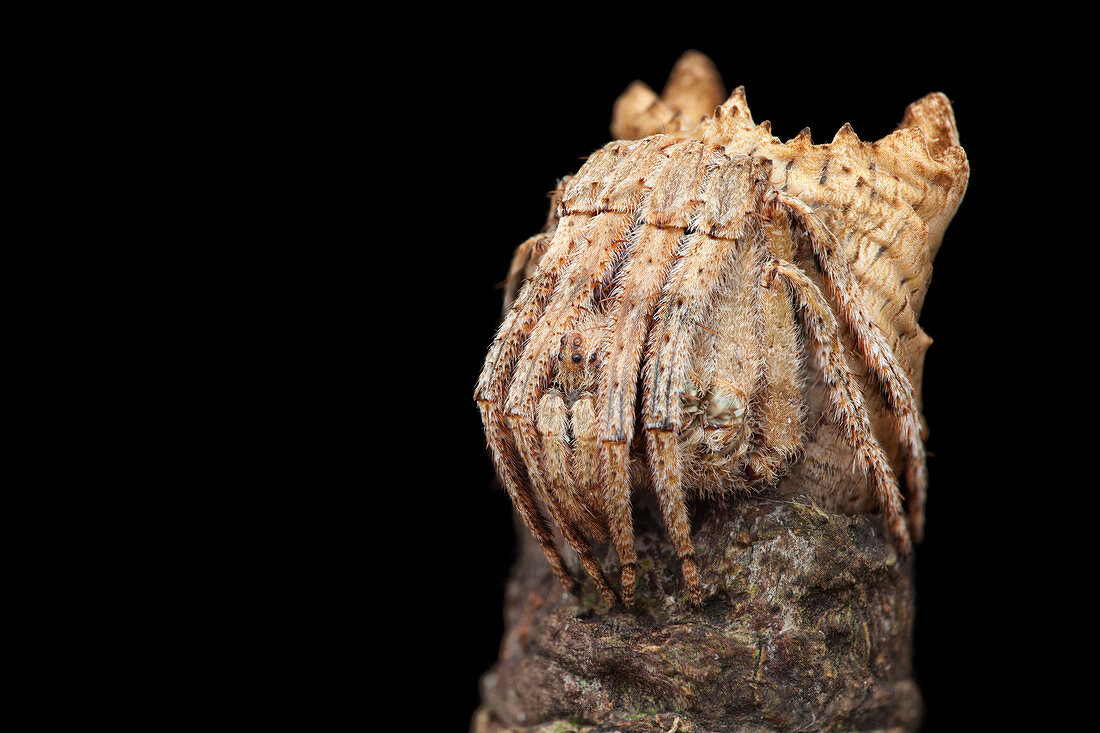Tree stump orb-weaver spider