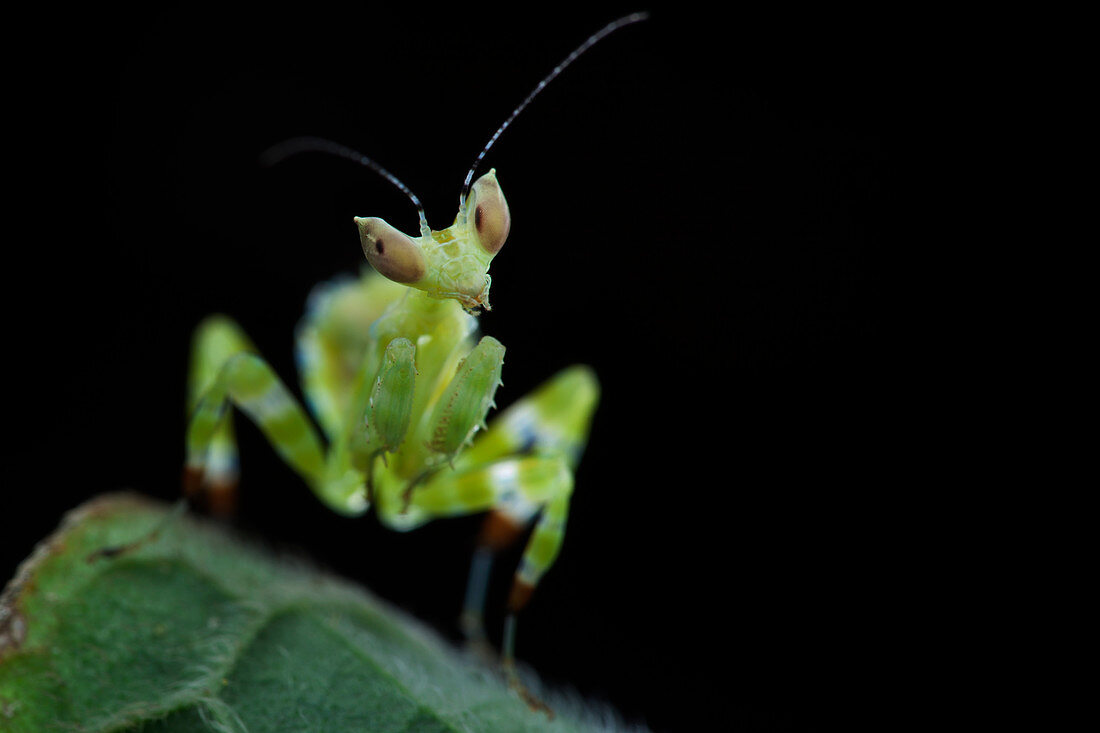 Flower praying mantis nymph