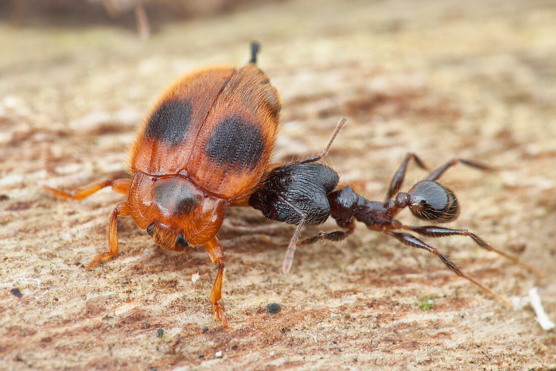Ant attacking a handsome fungus beetle