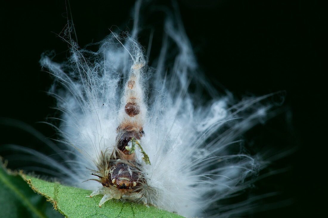 Mad hatter caterpillar