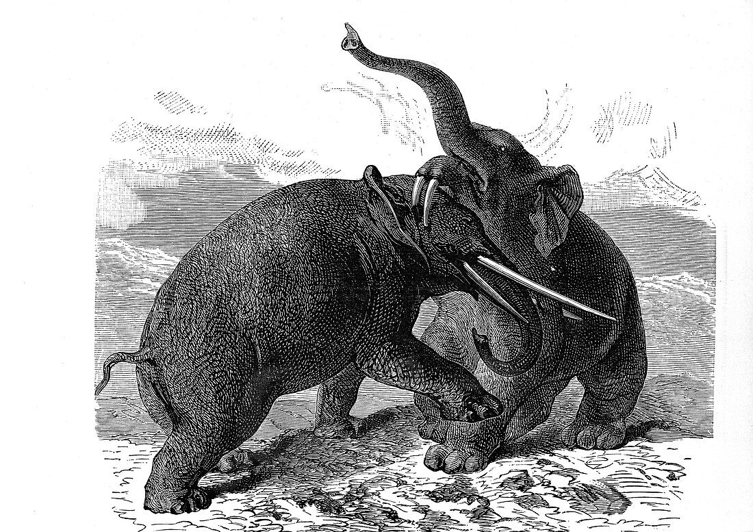 Prehistoric elephants fighting, 19th Century illustration