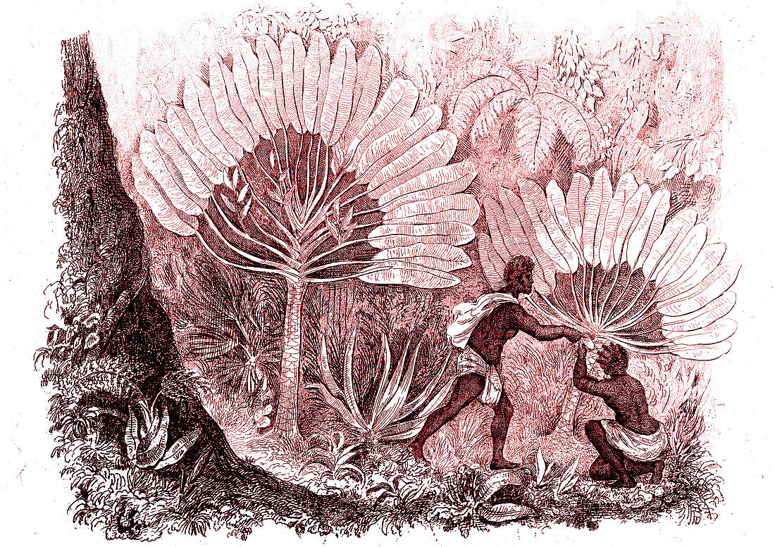 Madagascar natives harvesting Ravenala plants, illustration
