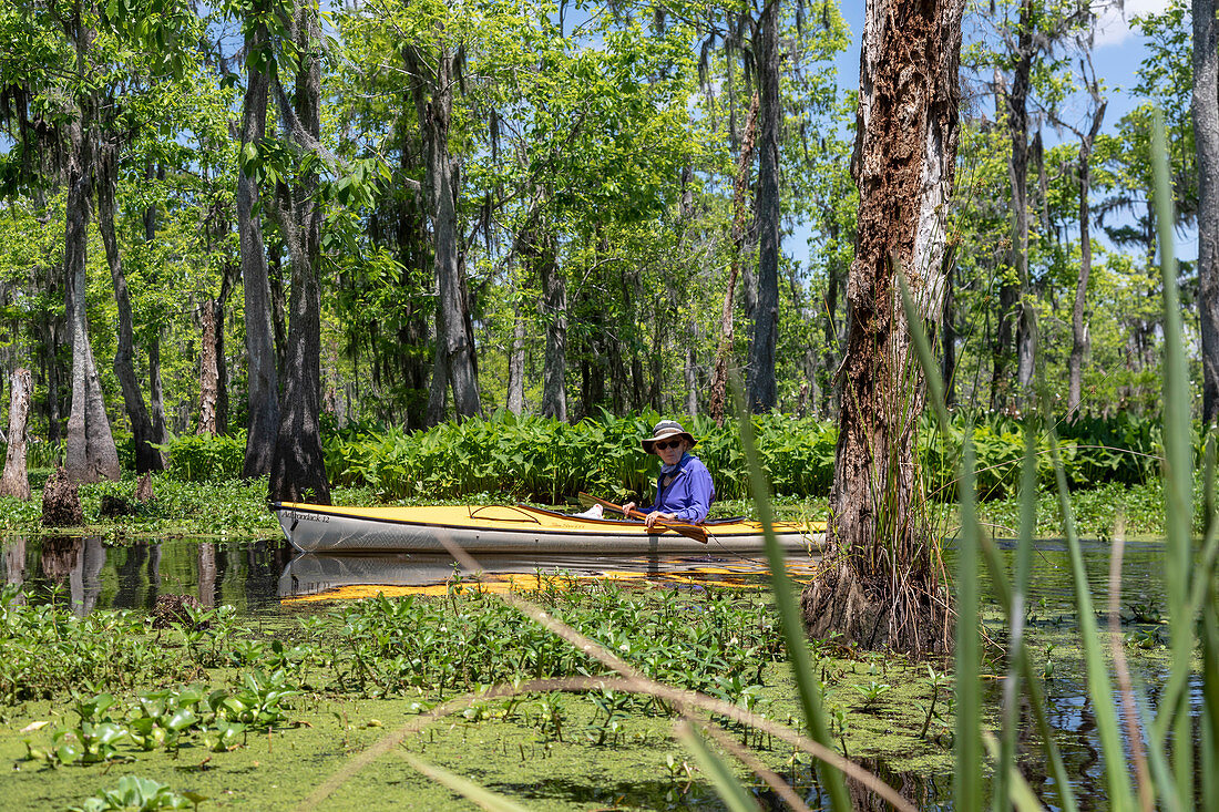 Environmental kayak tour of Louisiana swamp, USA