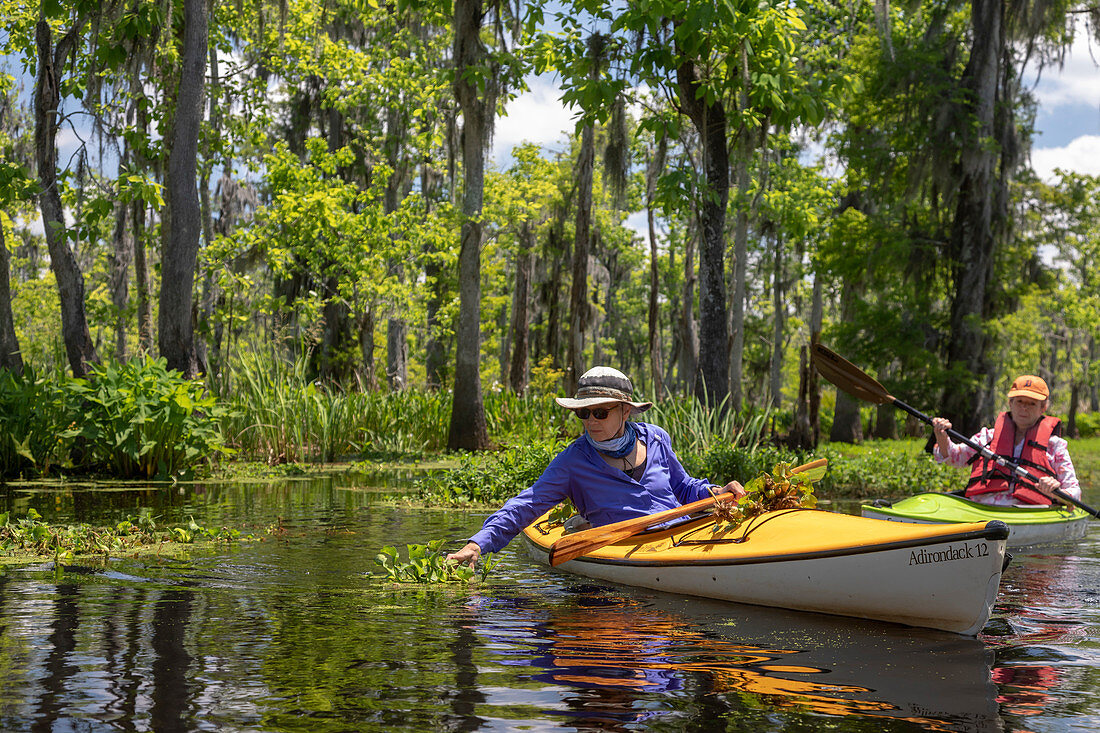 Environmental kayak tour of Louisiana swamp, USA