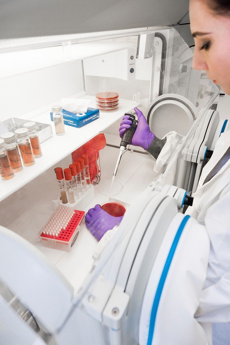 Faecal microbiota transplant donor tests
