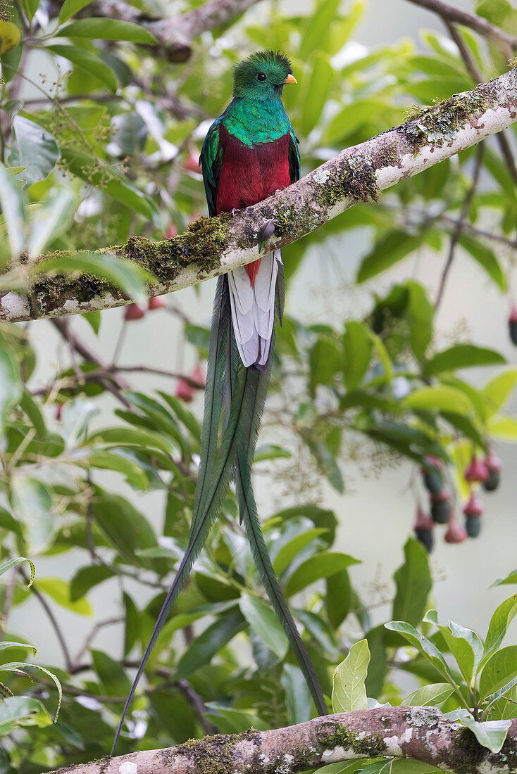 Resplendent quetzal