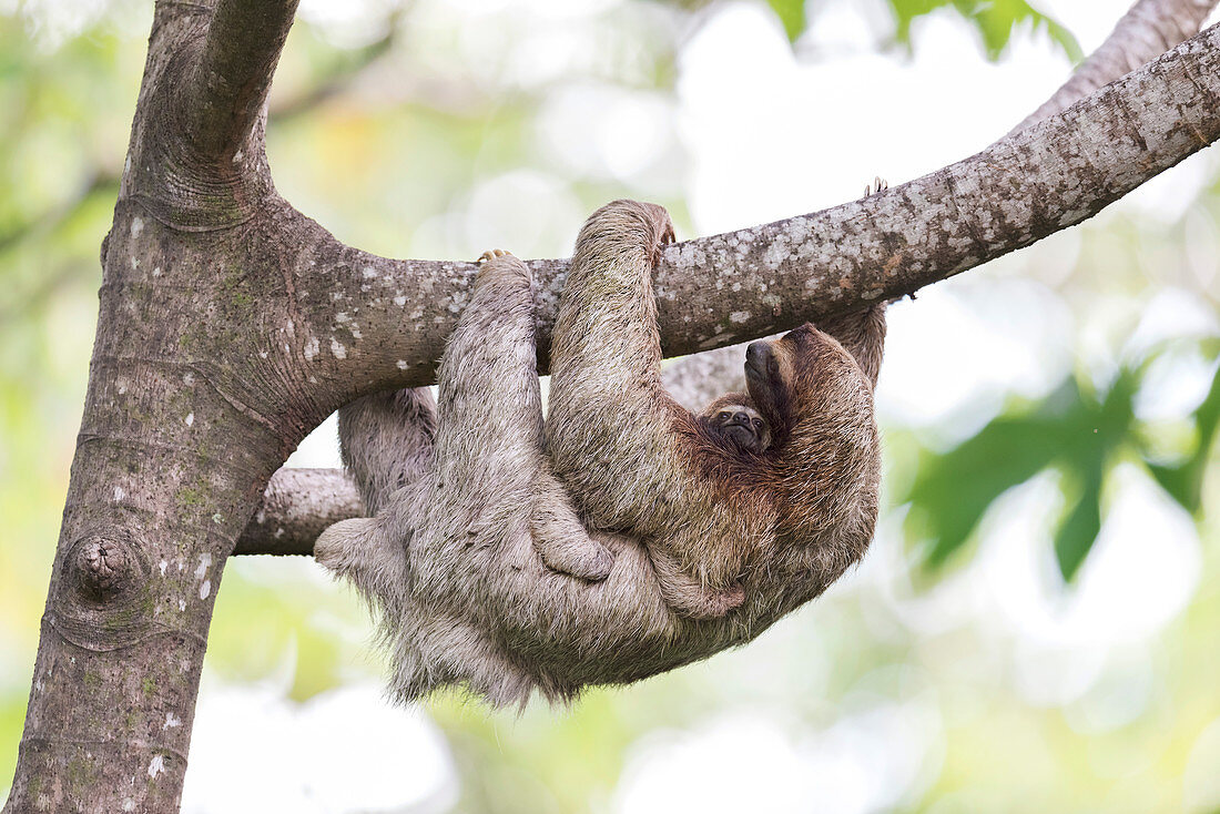 Brown-throated three-toed sloth