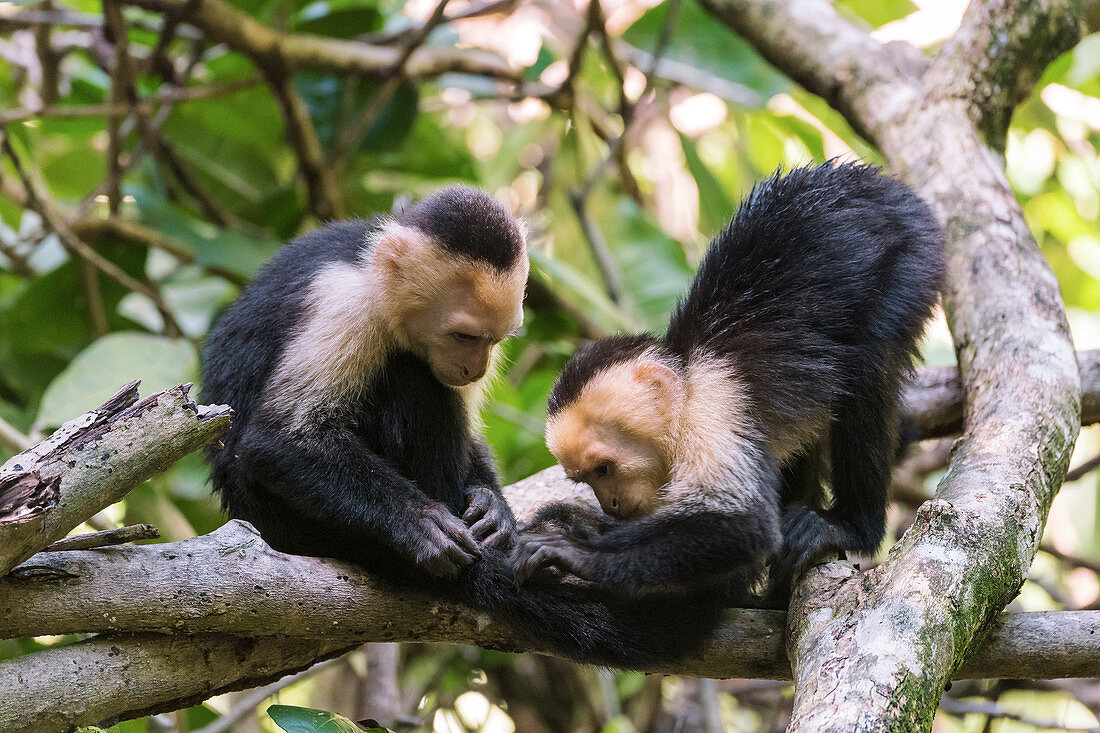 White-faced capuchin monkeys grooming