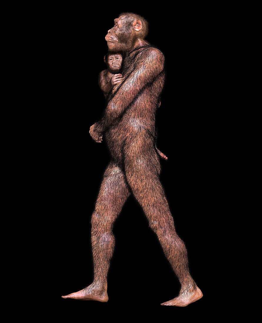 Australopithecus sediba female and infant, illustration