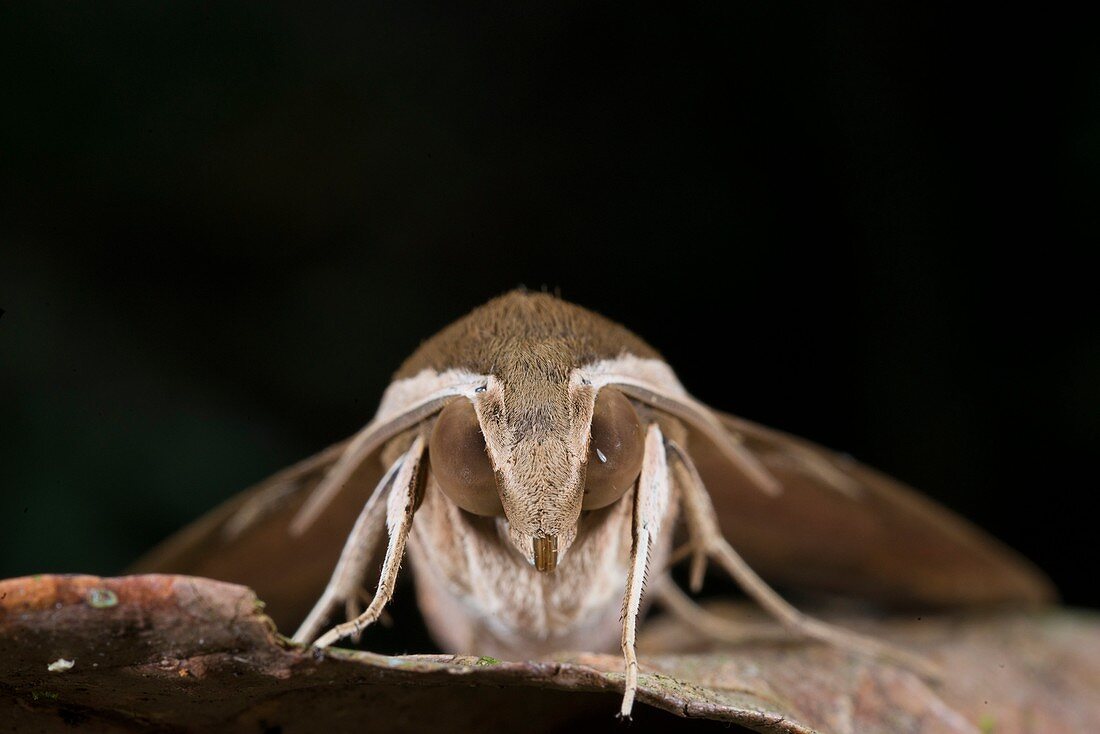 Theretra rhesus moth, Borneo