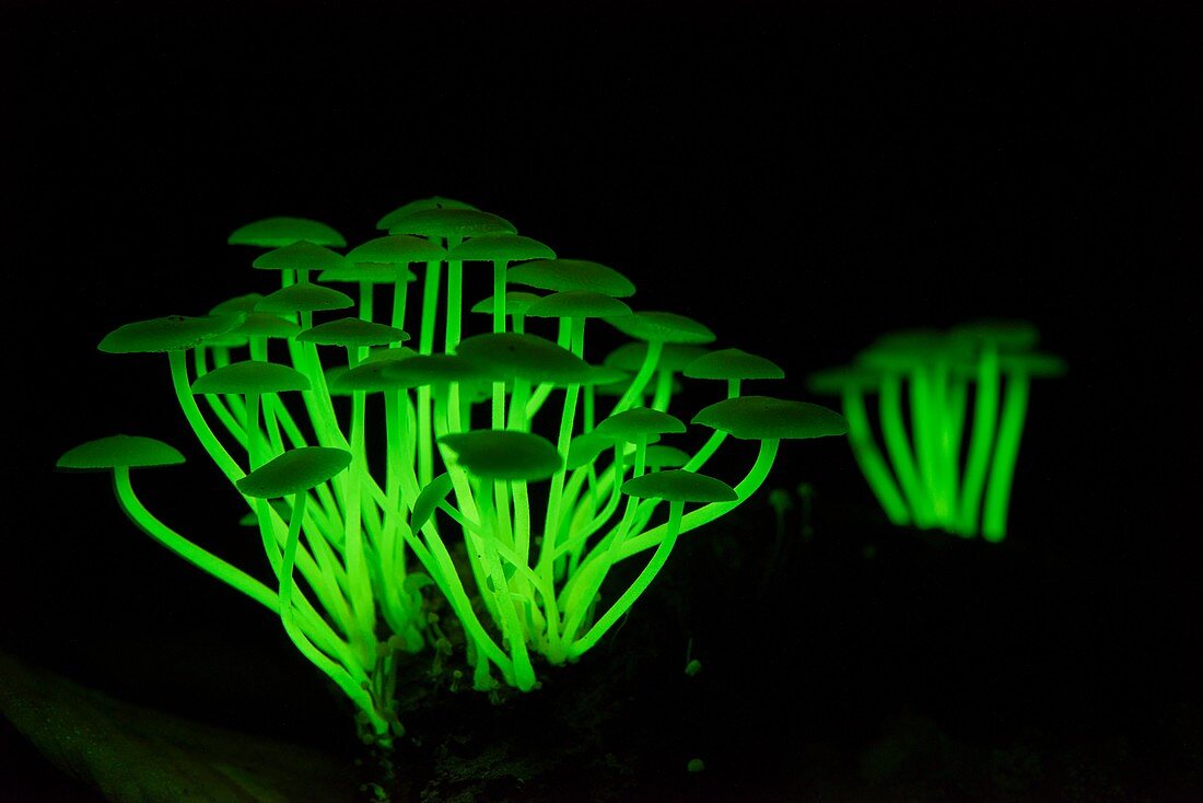 Bioluminescent fungi glowing in the dark