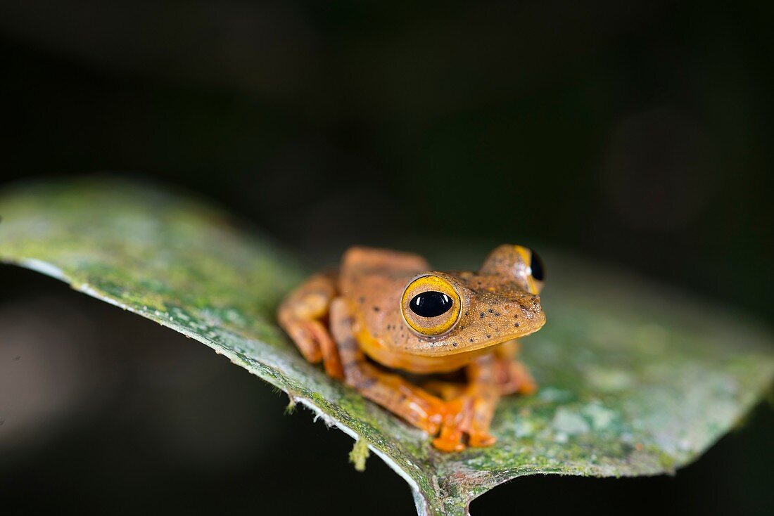 Harlequin tree frog, Borneo
