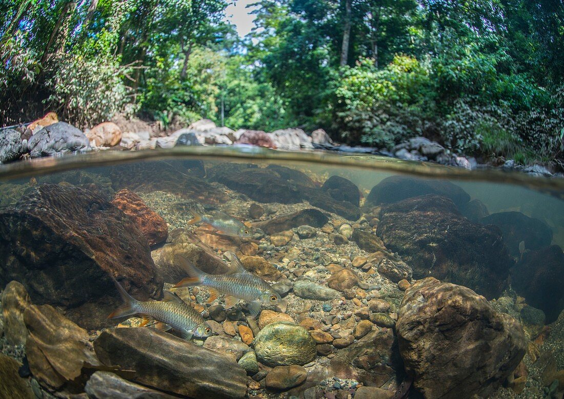 Javaen barbs in freshwater stream, Borneo