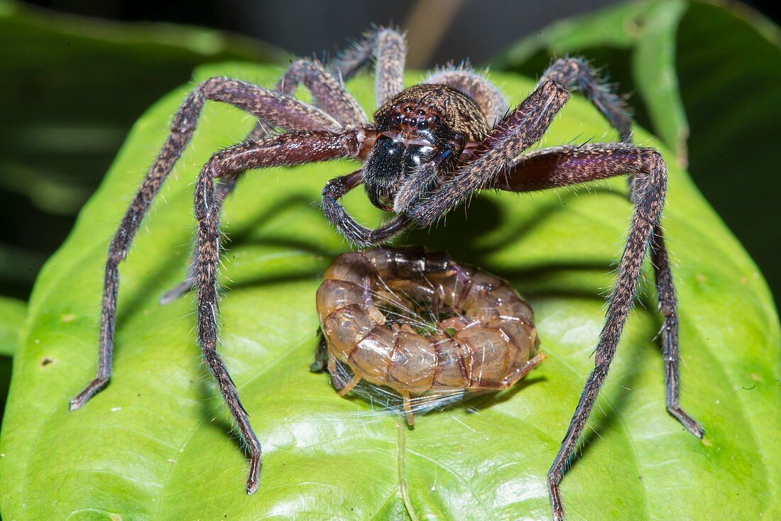 Huntsman spider with prey, Borneo