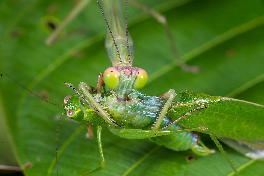 Green mantis feeding on katydid, Borneo