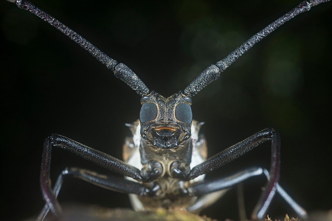 Longhorn beetle head