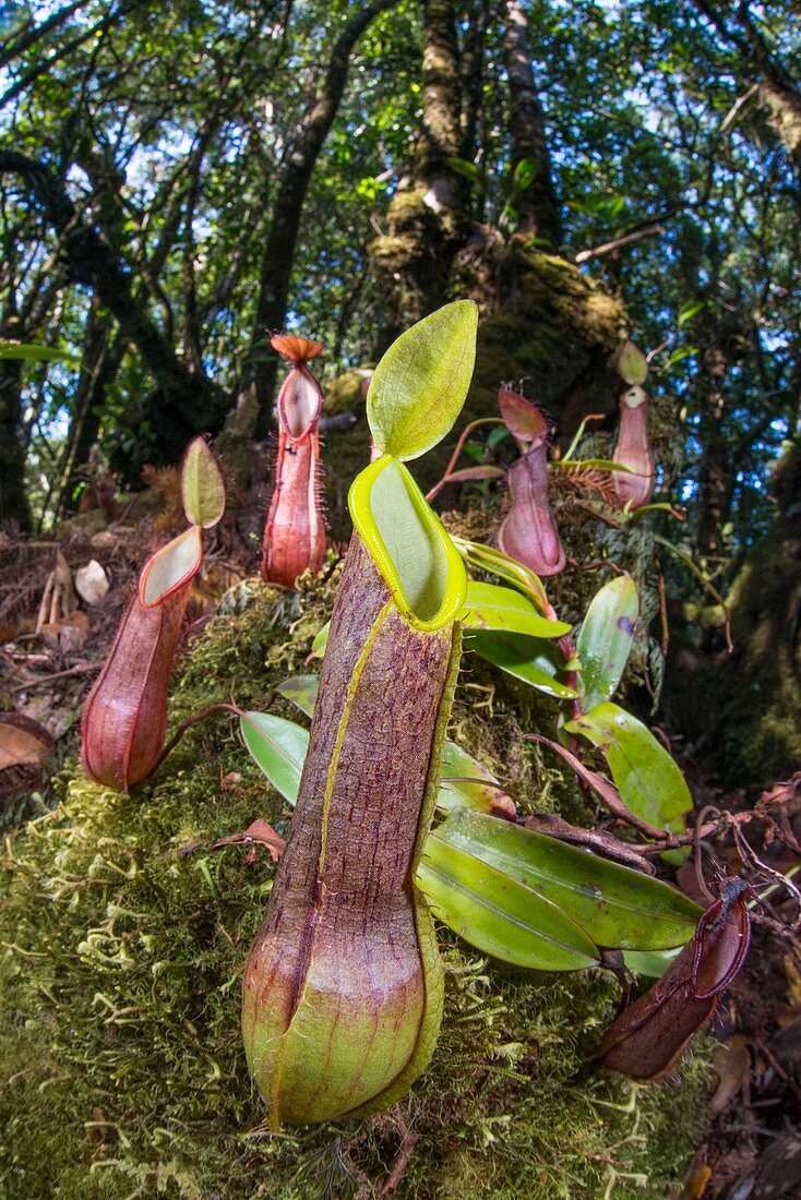 Fringed pitcher plants (Nepenthes tentaculata)