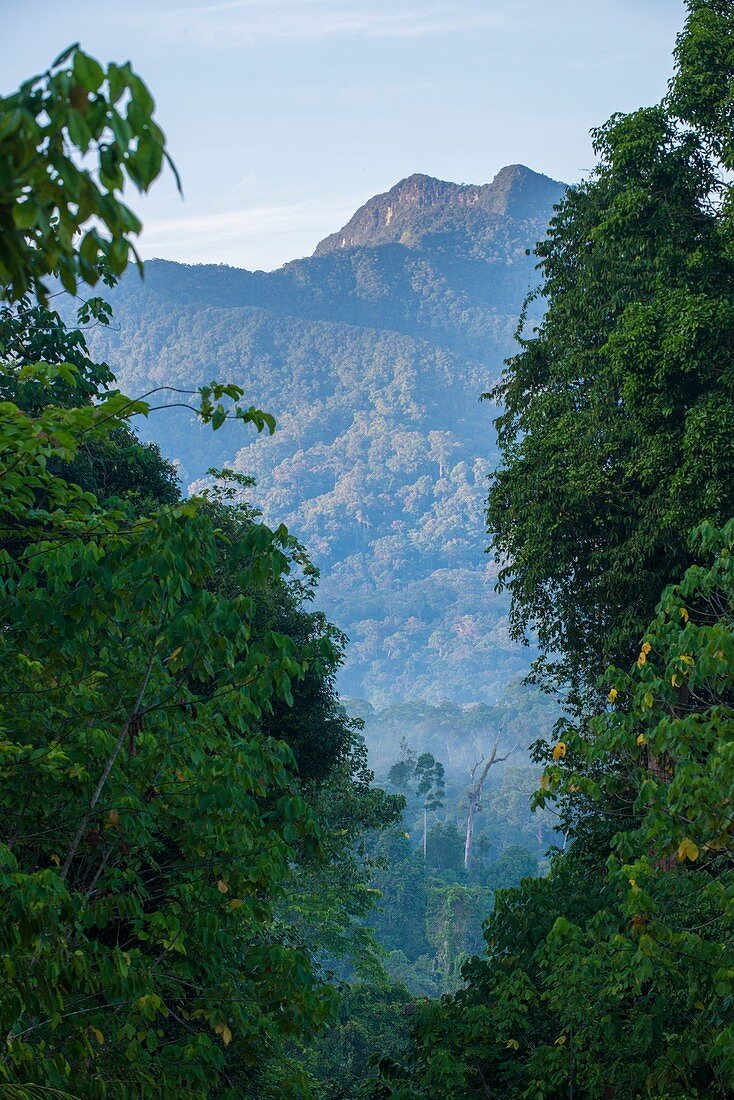Imbak Canyon Conservation Area, Borneo