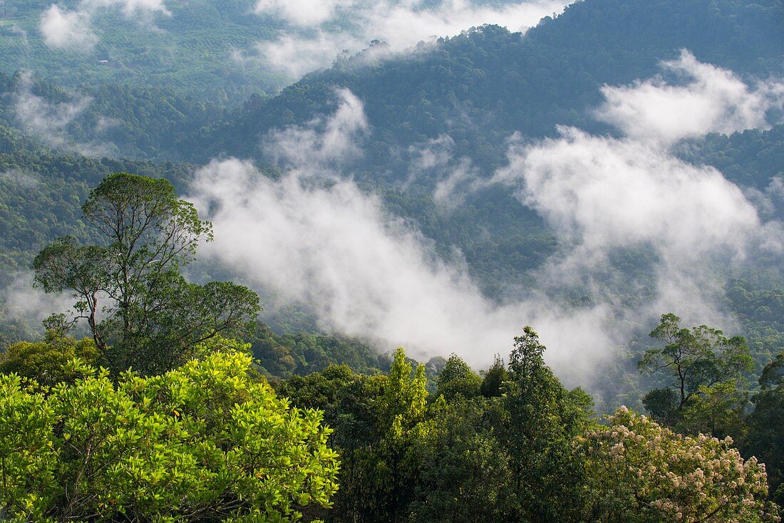Mount Silam, Borneo