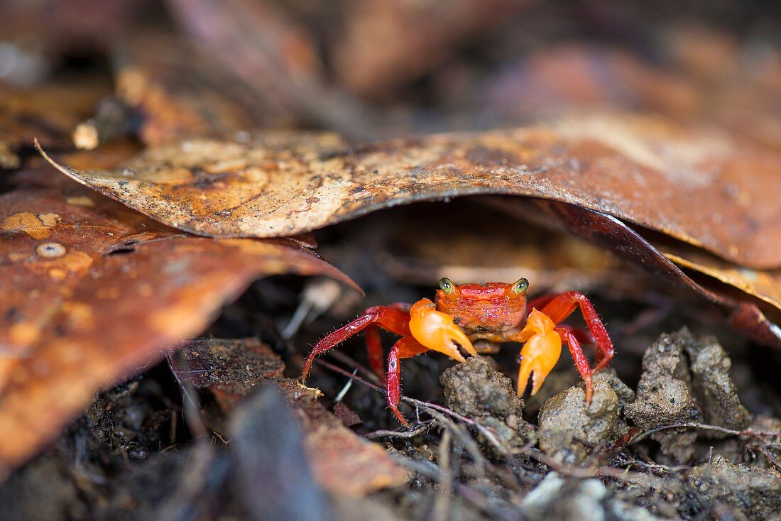 Terrestrial crab, Borneo