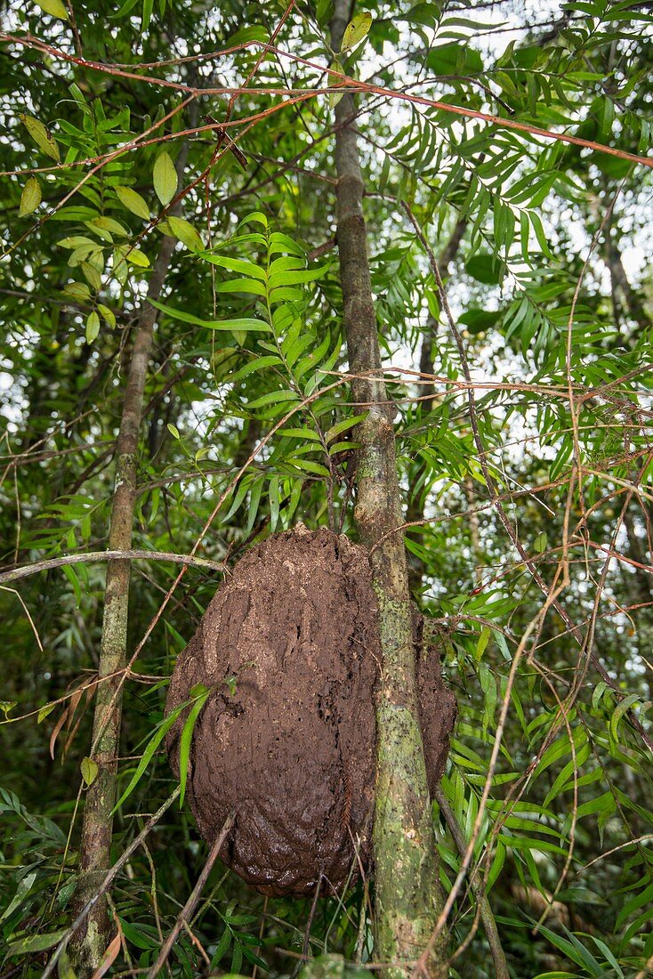 Termite hive on tree