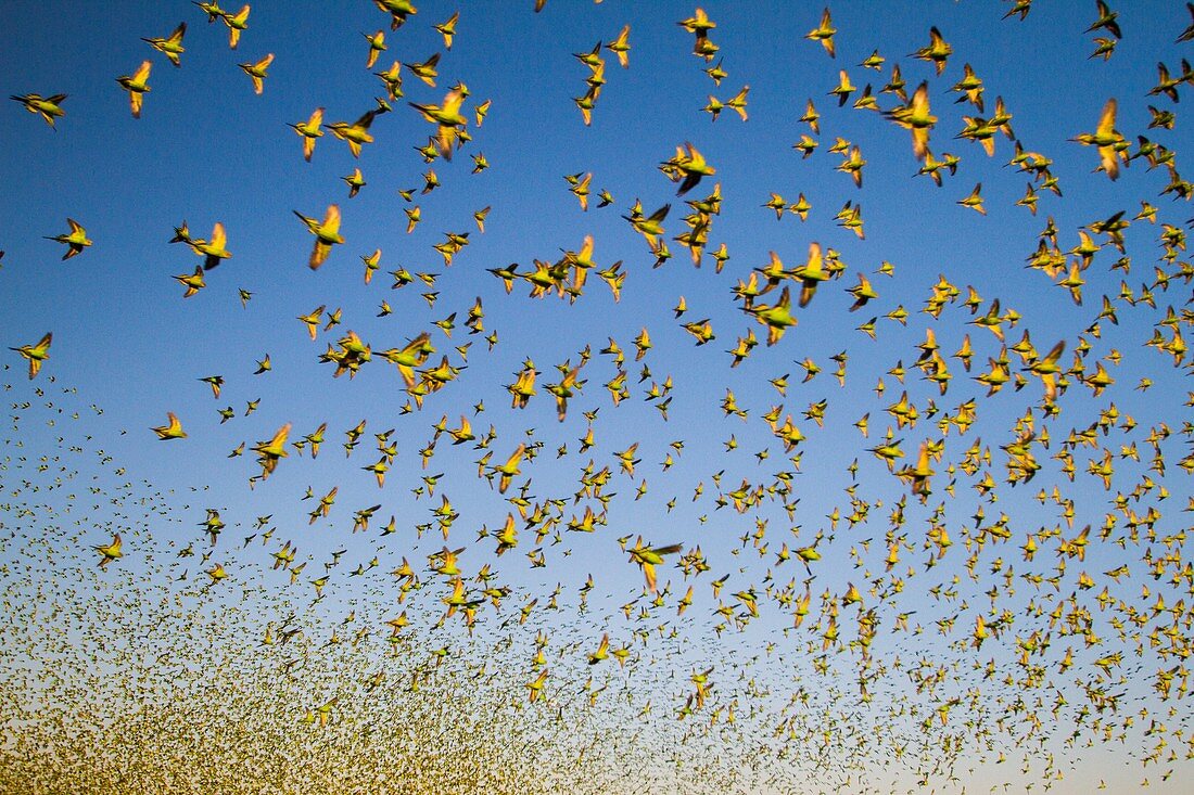 Budgerigars flocking to find water, Australia