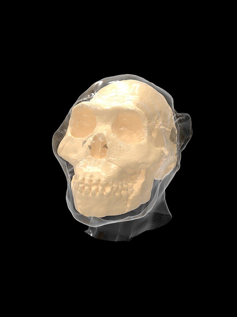 Homo naledi skull and head, illustration
