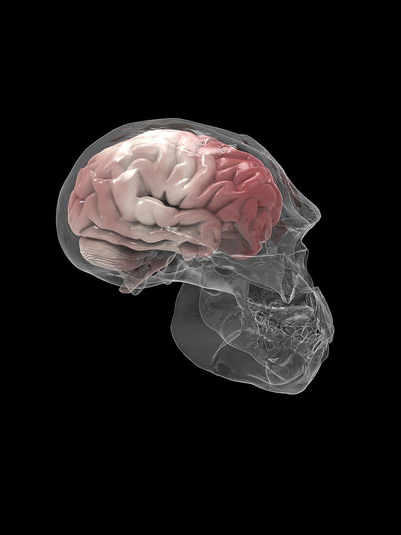 Irhoud fossil skull and brain, illustration