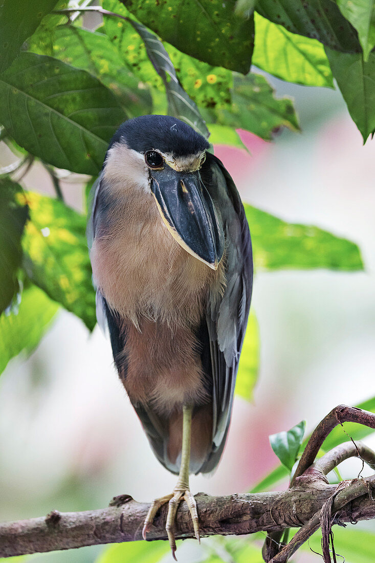 Boat-billed heron