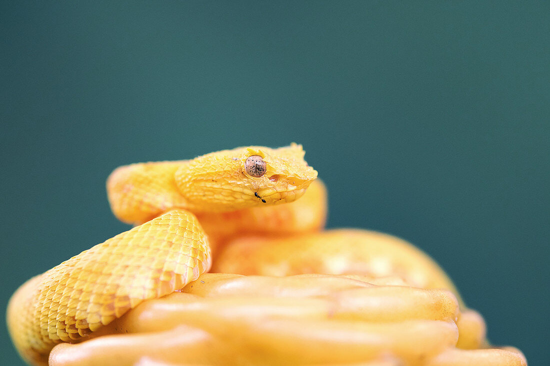 Eyelash viper, juvenile