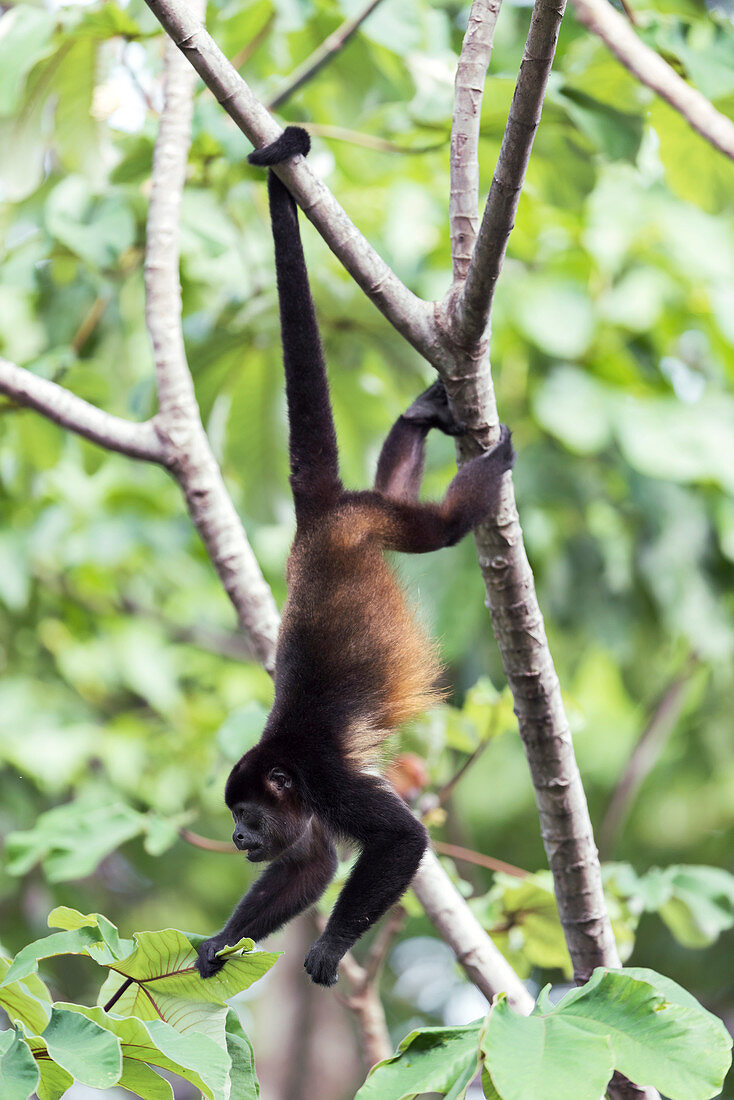 Mantled howler monkey