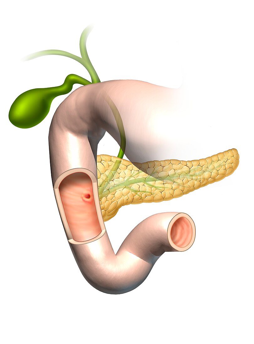 Duodenum, pancreas and gall bladder, illustration