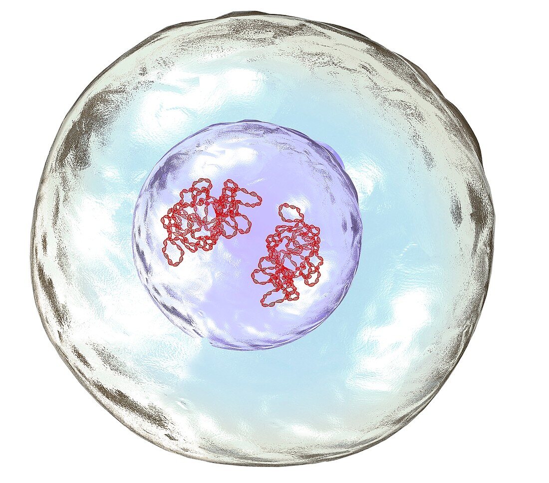 Cleavage cell division, illustration