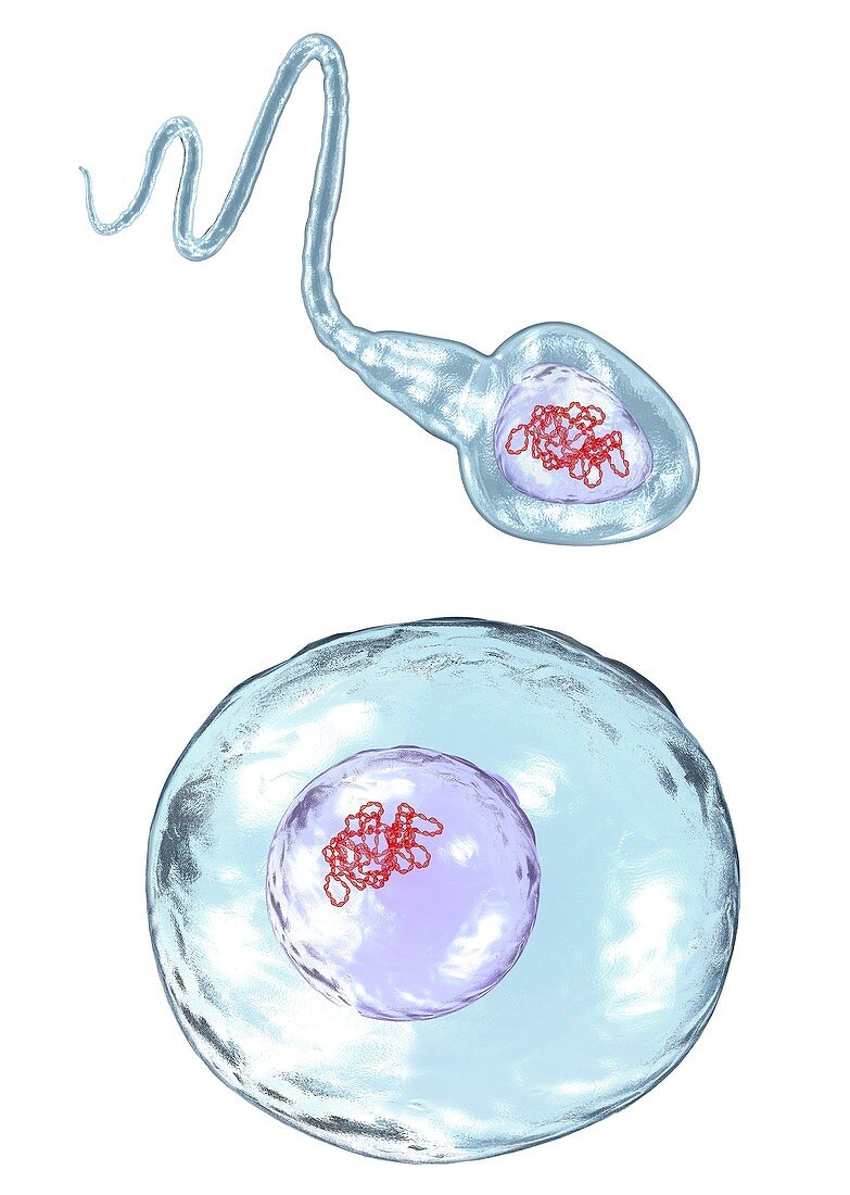 DNA in sperm and ovum cells, illustration