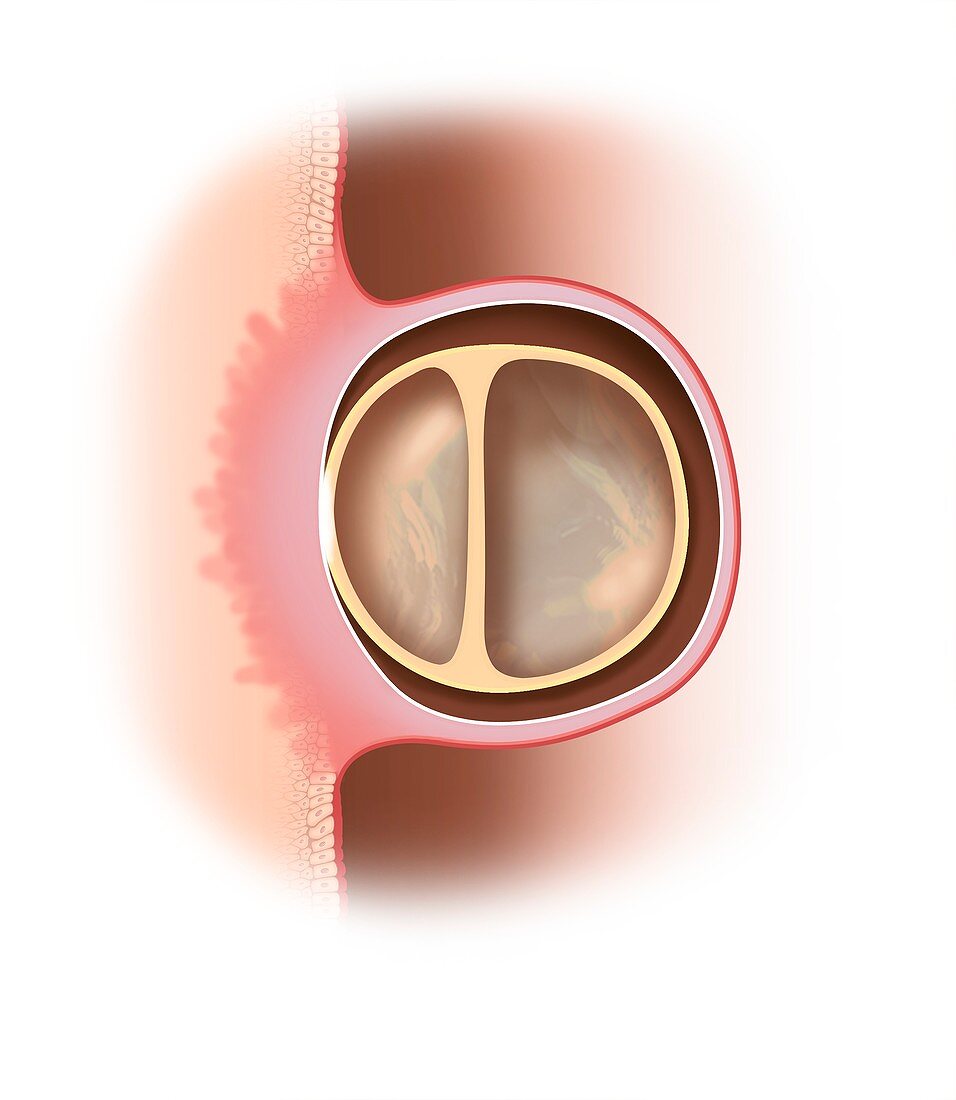 Gastrulation during embryonic development, illustration