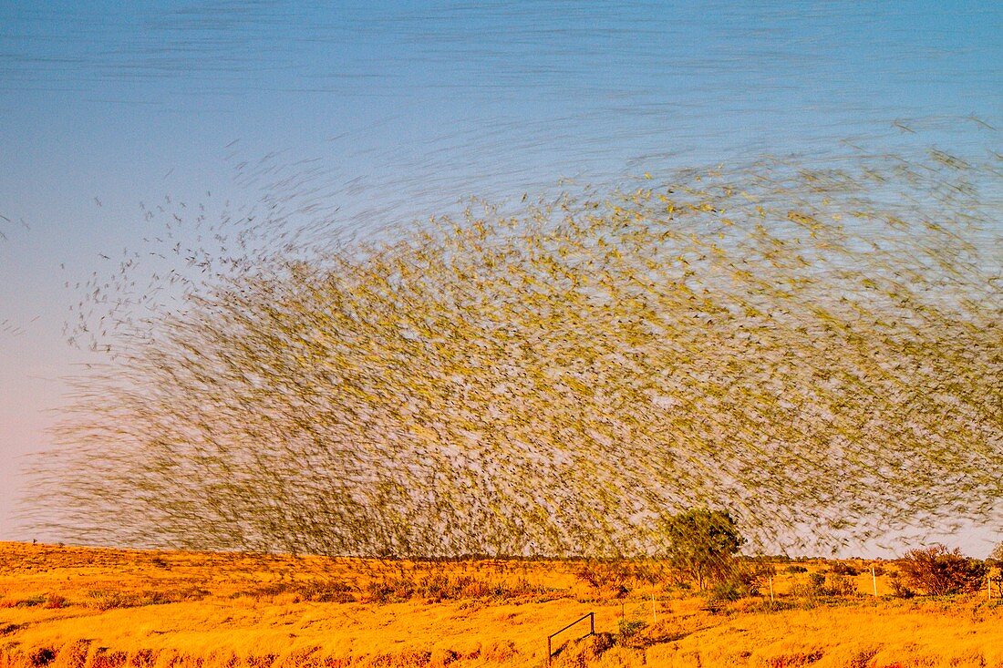 Budgerigars flocking to find water, Australia