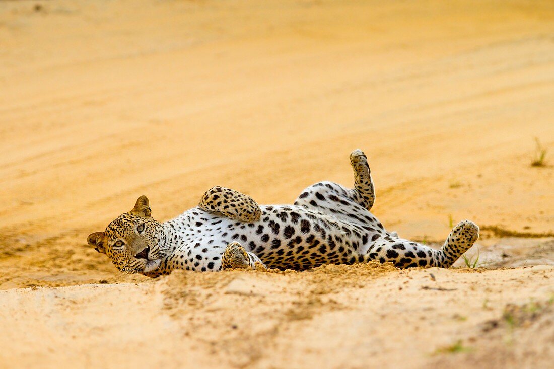 Leopard resting, Sri Lanka