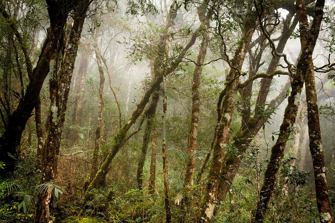 Cloud forest, Borneo