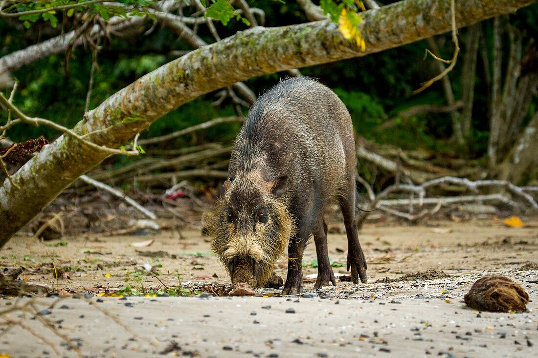 Bearded pig foraging