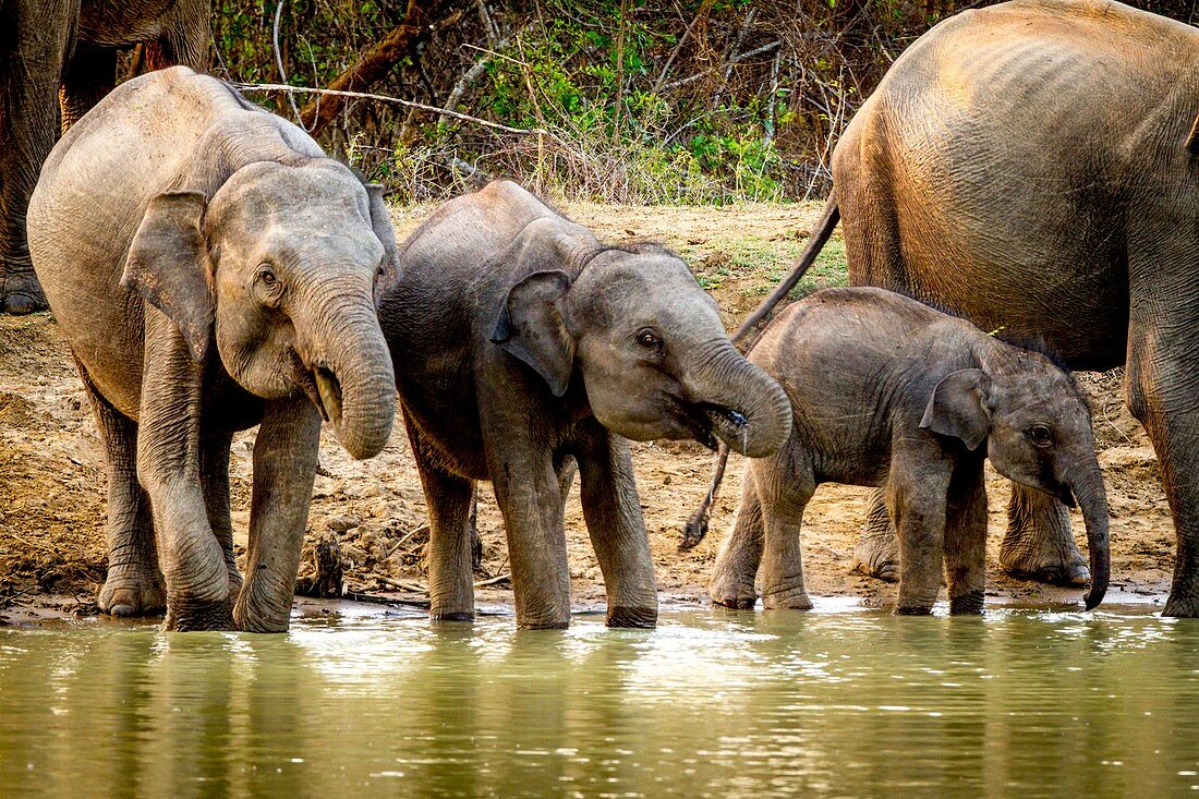 Sri Lankan elephants drinking