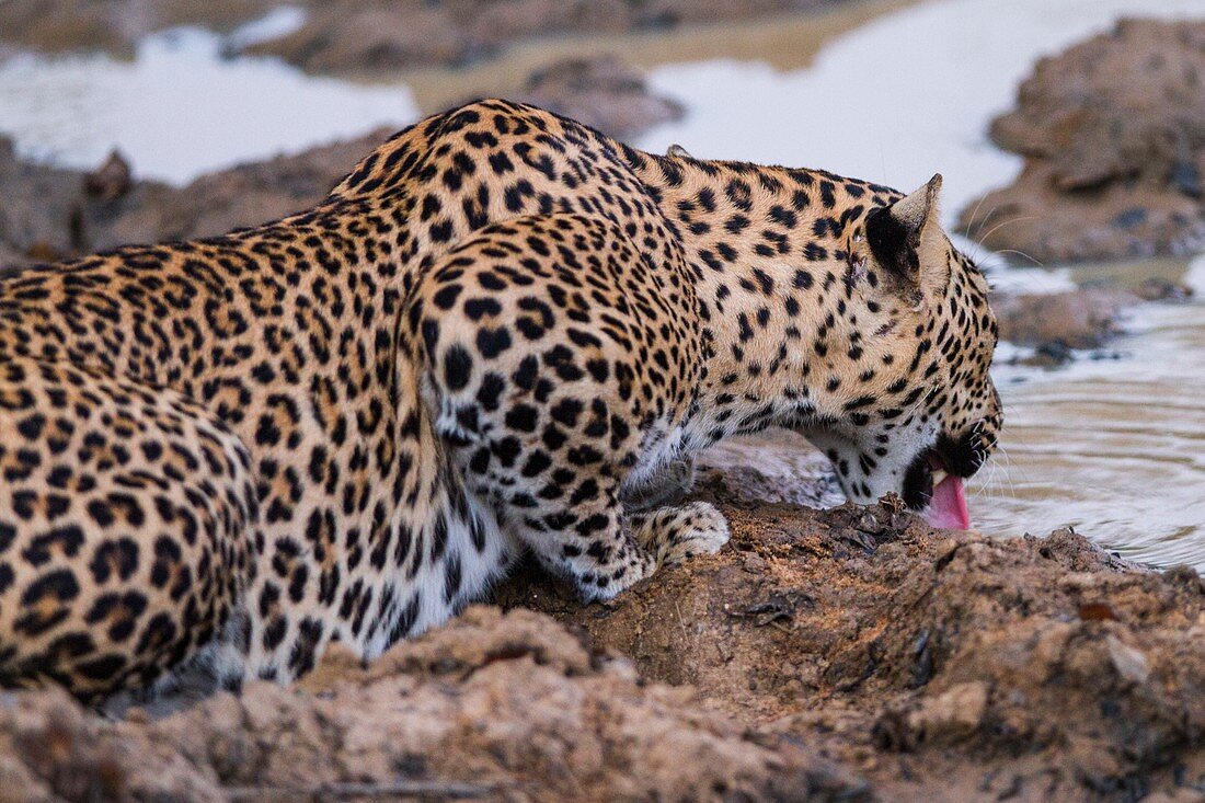 Leopard drinking, Sri Lanka