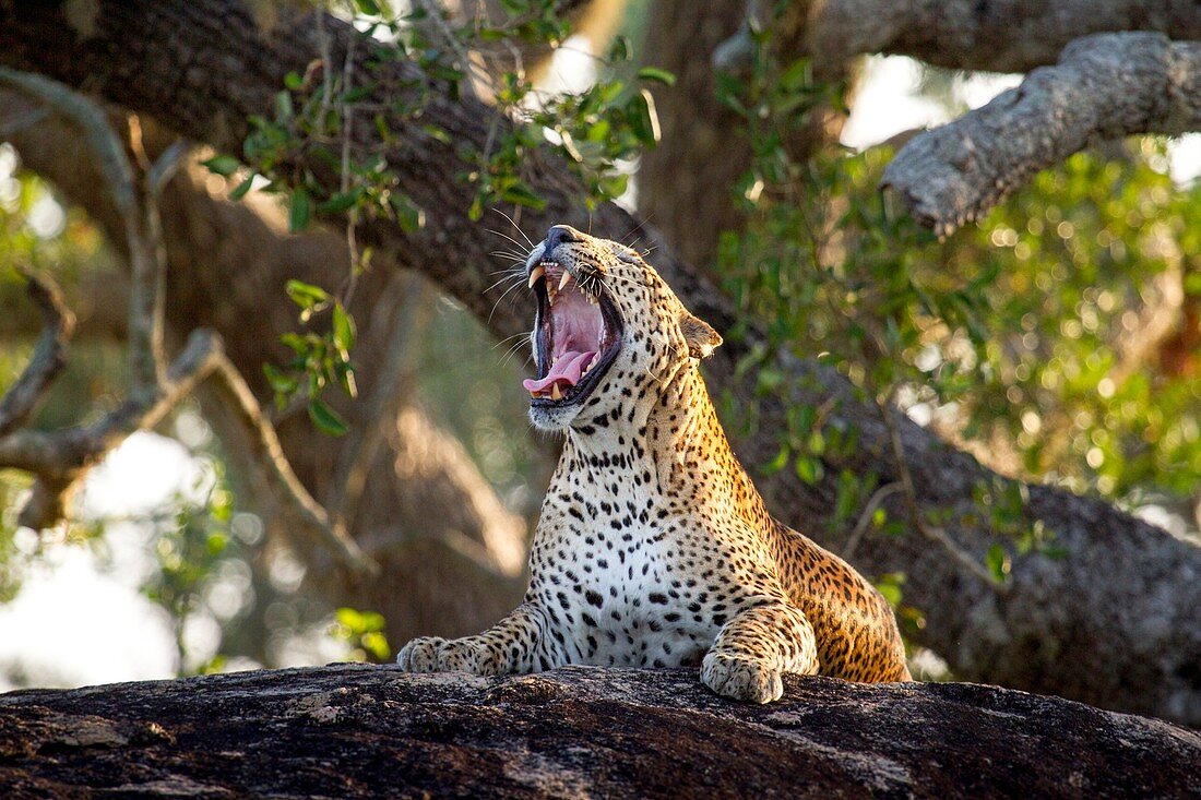Leopard yawning, Sri Lanka