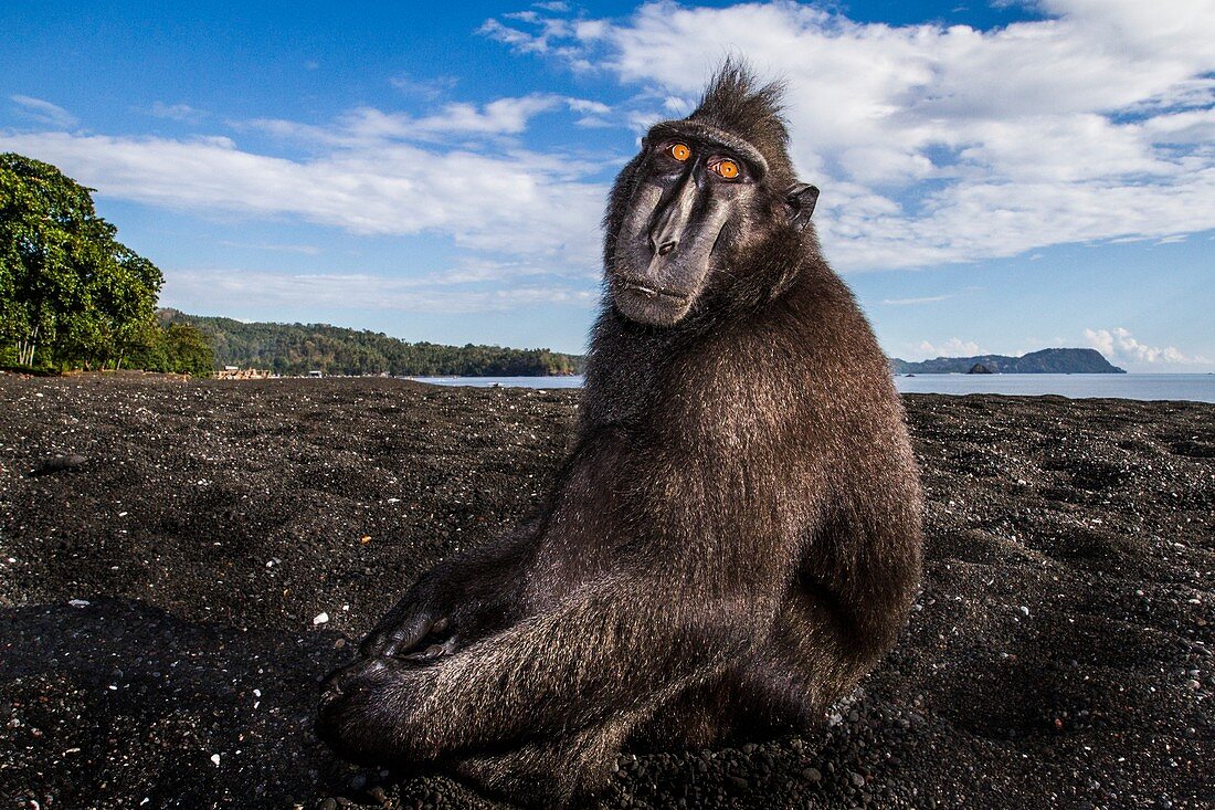 Crested black macaque, Indonesia