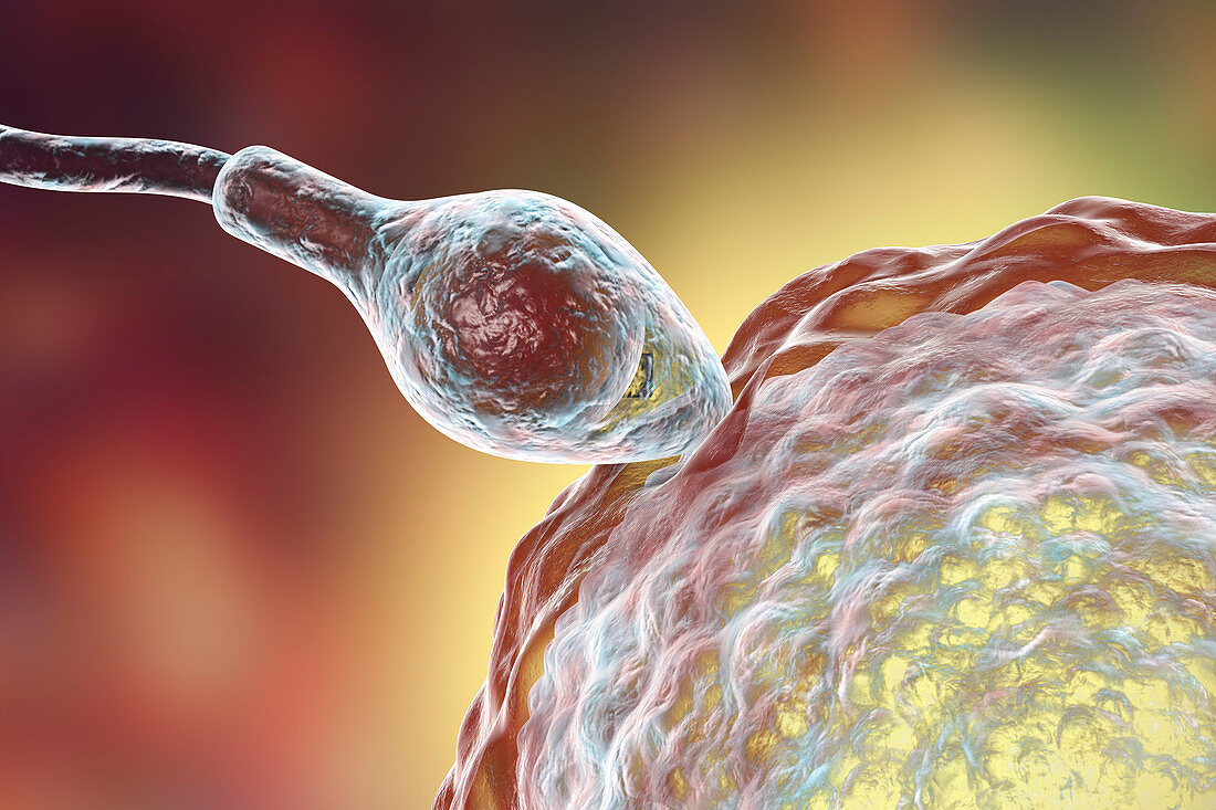 Sperm fertilizing egg, illustration