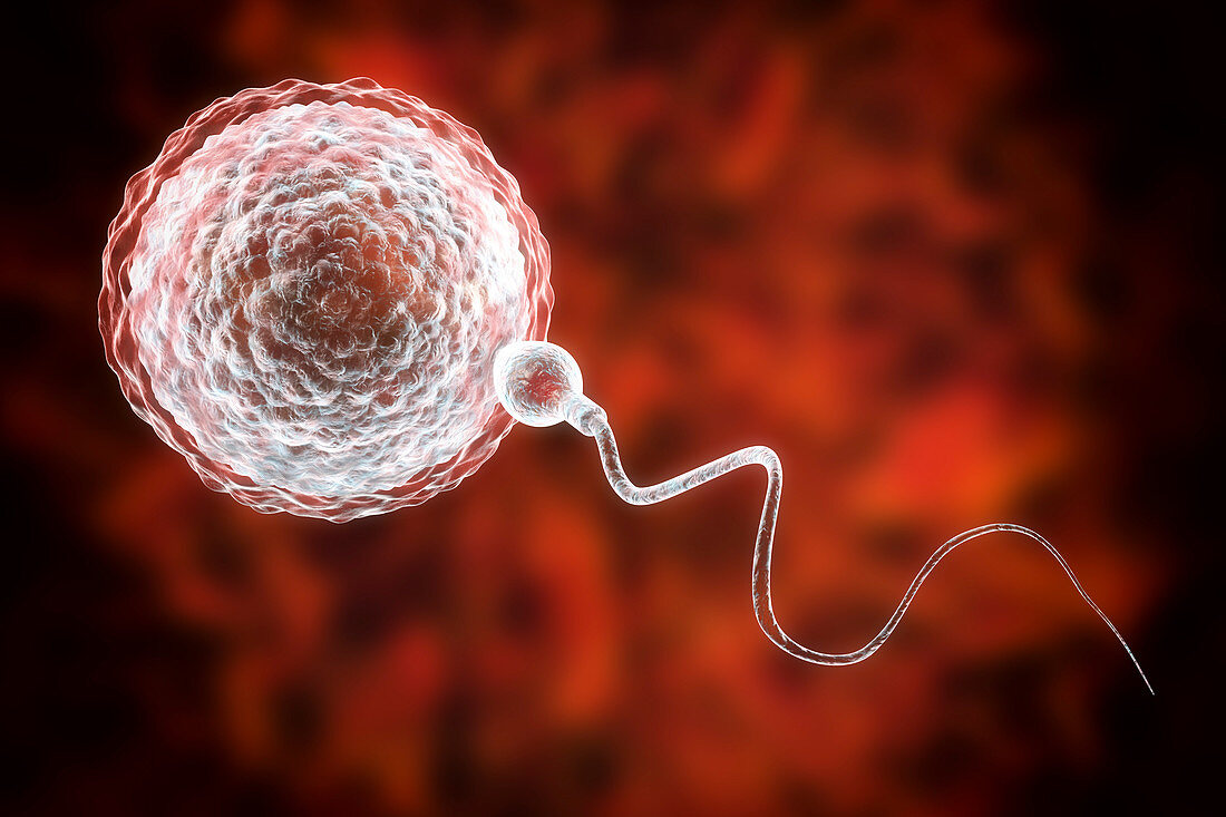 Sperm fertilizing egg, illustration