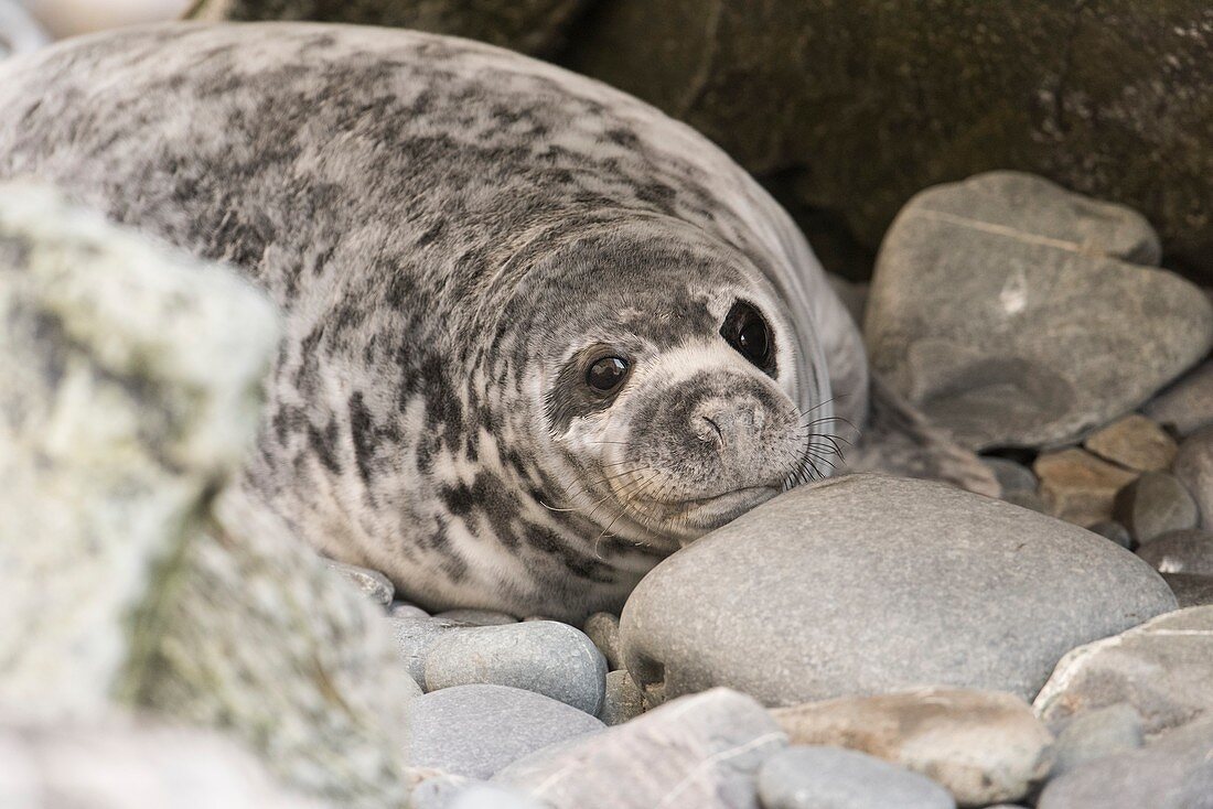 Atlantic grey seal pup