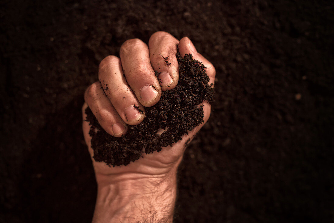 Soil in male gardener's hand